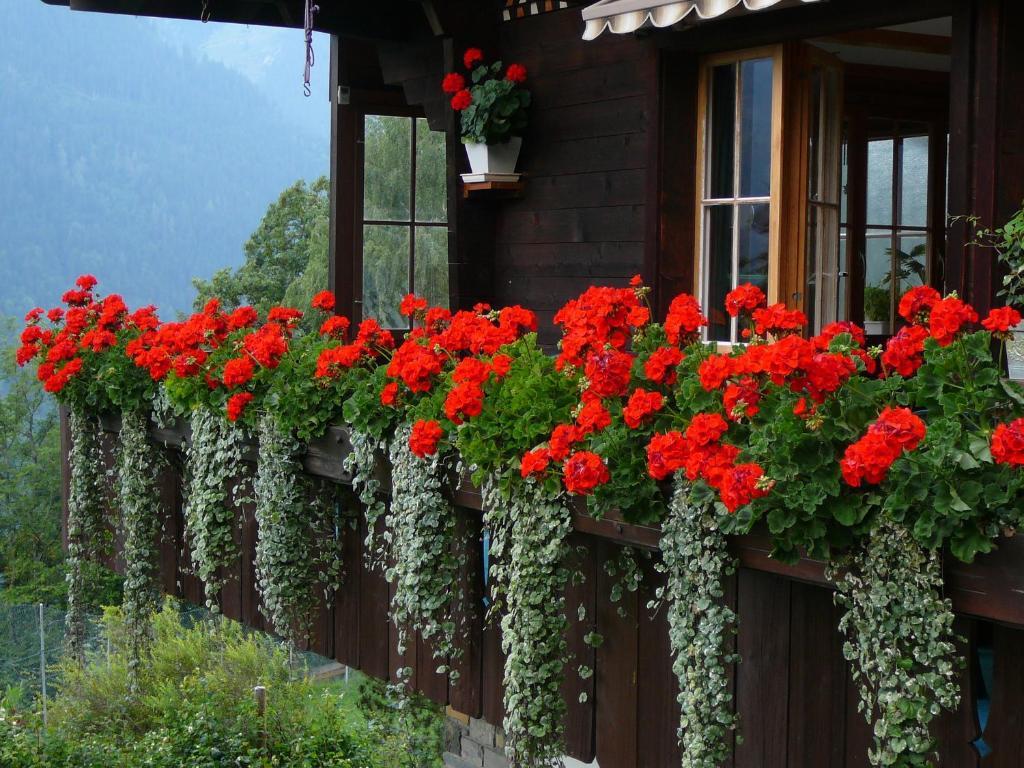 Chalet Acheregg Wengen Esterno foto