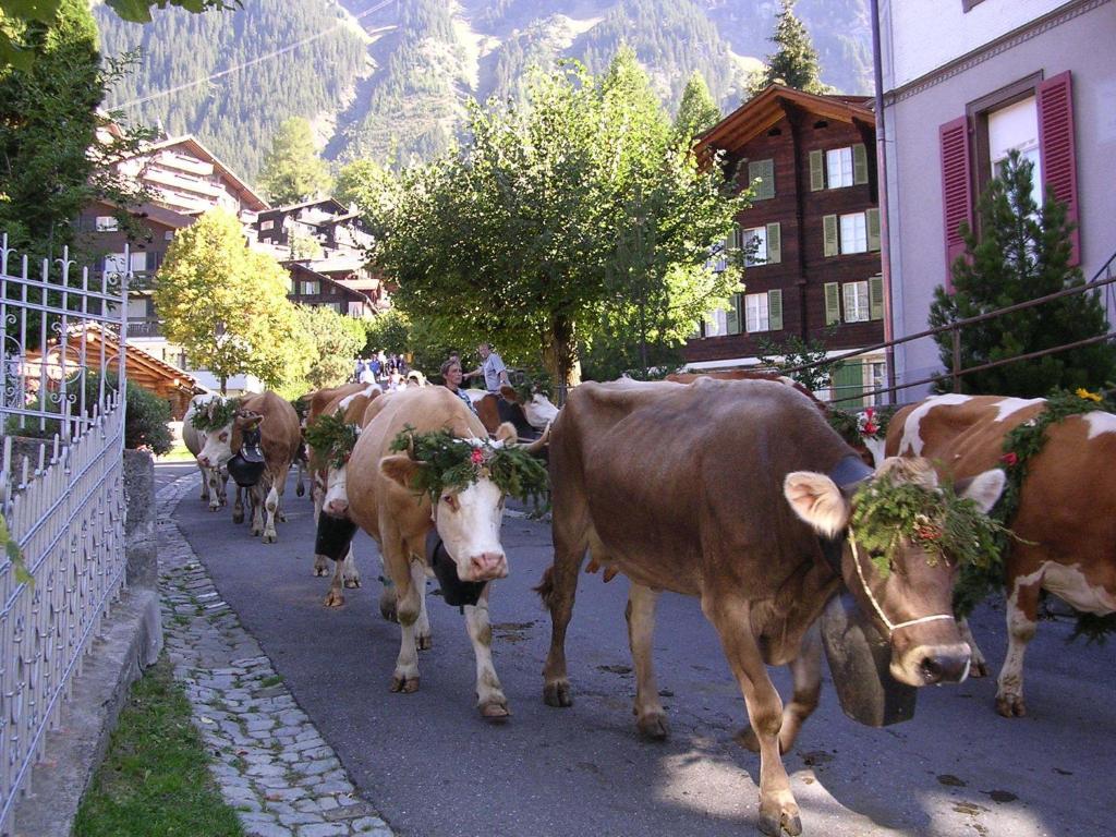 Chalet Acheregg Wengen Esterno foto